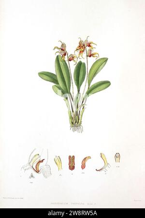 Woolward - le genre Masdevallia - Masdevallia pachyura. Banque D'Images