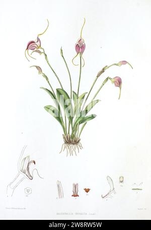 Woolward - le genre Masdevallia - Masdevallia infracta. Banque D'Images