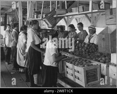 Première Guerre mondiale Farmerettes Pack Peaches on a Virginia fruit Farm en août 1917 (3904008968). Banque D'Images