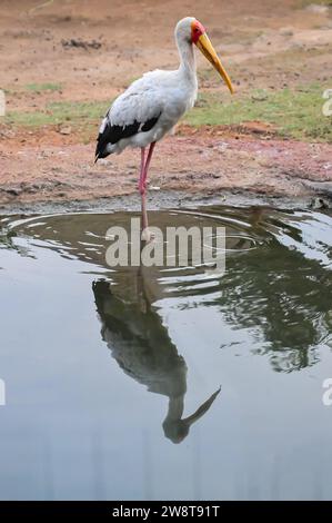 Cigogne à bec jaune ou ibis Micteria avec bec jaune posé sur l'eau Banque D'Images