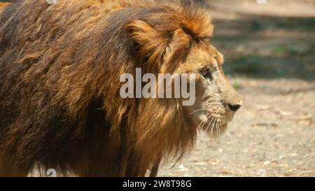 Lion asiatique ou Panthera leo persica marche dans la savane en grognant Banque D'Images