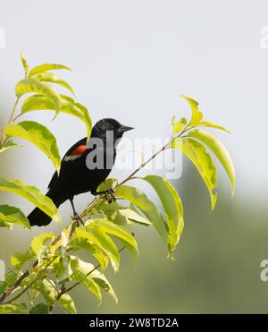 Oiseau noir mâle à ailes rouges dans un arbuste vert feuillu Banque D'Images