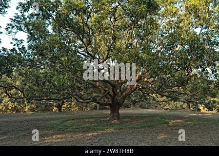 Vue sur un jardin de mangues en Inde Banque D'Images