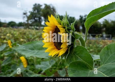 Vue latérale du tournesol en hiver Banque D'Images