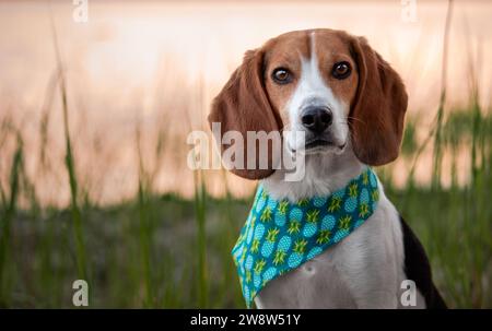 Chien Beagle portant un bandana debout dans l'herbe au coucher du soleil Banque D'Images