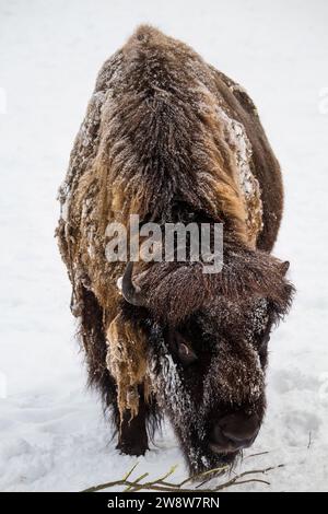 Le bison américain ou simplement bison couler par la neige Banque D'Images