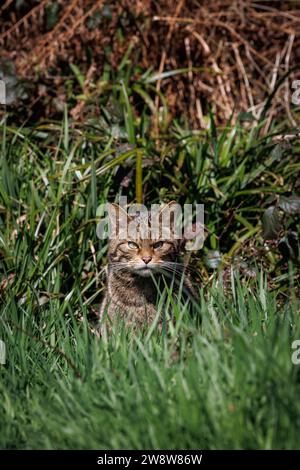 Scottish Wildcat [ Felis silvestris ] animal captif au Westcountry Wildlife Photography Centre dans le Devon Banque D'Images