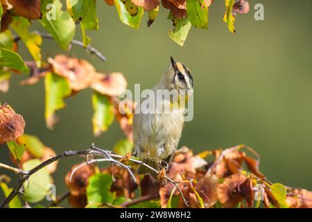 Un commun Firecrest assis sur un buisson, journée ensoleillée en automne à Cres (Croatie) Banque D'Images