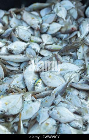 Piles de poissons de mer frais pêchés par les pêcheurs le matin et vendus au marché local sur la plage Banque D'Images