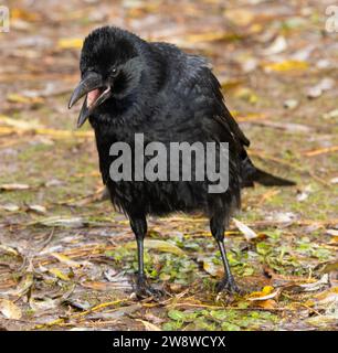 Le Carrion Crow est un oiseau extrêmement intelligent qui est bien connu pour être un résolveur de problèmes. Ils forment également des partenariats monogames à long terme. Banque D'Images