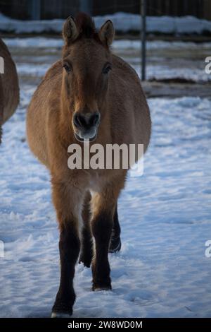 Cheval Przewalski ou cheval dzungarian au zoo. Le cheval Przewalski est une sous-espèce rare et menacée de cheval sauvage. Banque D'Images