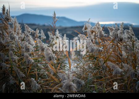 Herbe de pampas duveteuse sèche, roseaux, tiges le long de la côte du lac au crépuscule, montagnes floues sur le fond Banque D'Images