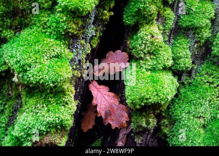 Mousses et feuilles de chêne sur un vieux tronc d'arbre. Banque D'Images