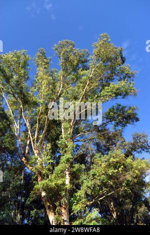 La gomme bleue du sud (Eucalyptus globulus) pousse dans un parc Banque D'Images