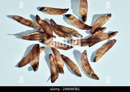 Graines ou pignons du pin sylvestre (Pinus sylvestris) sur fond blanc Banque D'Images