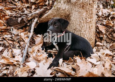 Black labrador mélange chiot assis dans la forêt Banque D'Images