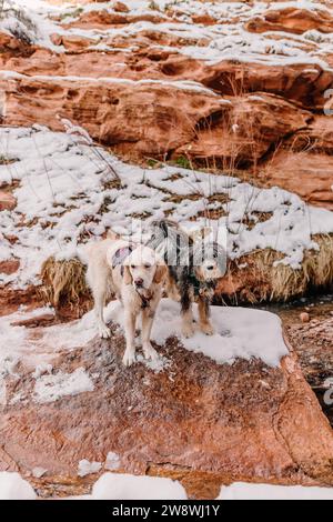 Golden Retriever et Aussiedoodle caniche mélangent la randonnée en hiver à Moab Banque D'Images