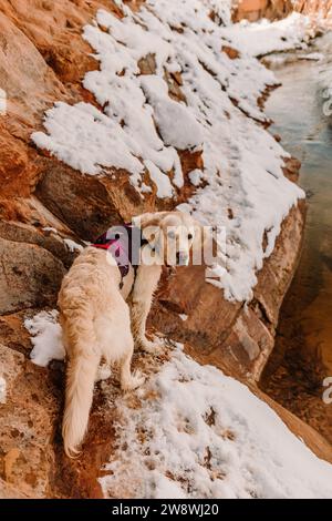 Golden Retriever de race pure regardant la randonnée à Moab en hiver Banque D'Images