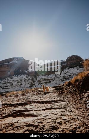 Un petit chien Golden Retriever debout sur le sentier de randonnée Moab en hiver Banque D'Images