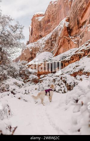 Crème anglaise de race pure Golden Retriever randonnée à Moab en hiver Banque D'Images