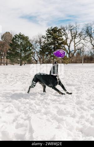 Un chien de sauvetage black Lab Bull de race mixte jouant au Frisbee dans la neige Banque D'Images