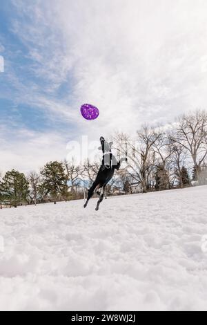 Un chien de sauvetage black Lab Bull de race mixte jouant au Frisbee dans la neige Banque D'Images