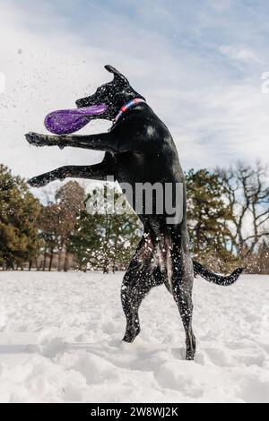 Un chien de sauvetage black Lab Bull de race mixte jouant au Frisbee dans la neige Banque D'Images