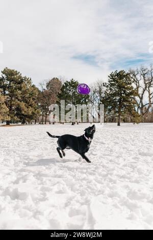 Un chien de sauvetage black Lab Bull de race mixte jouant au Frisbee dans la neige Banque D'Images