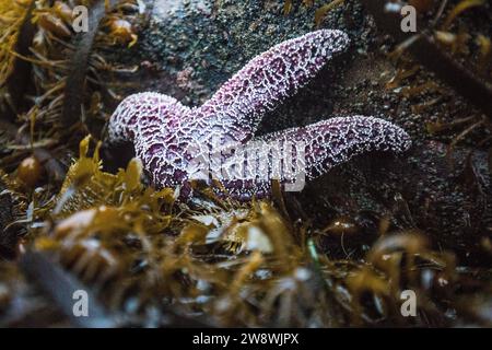 Étoile de mer violette, Pisaster ochraceus, dans le parc national olympique Banque D'Images