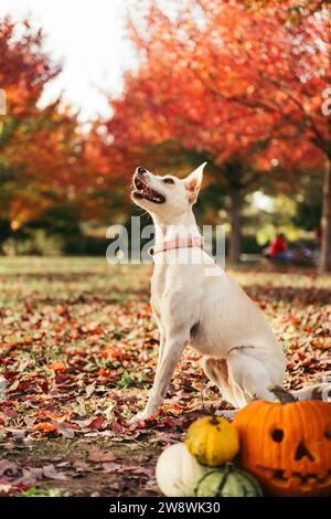 Chien regardant dans un parc pendant l'automne Banque D'Images