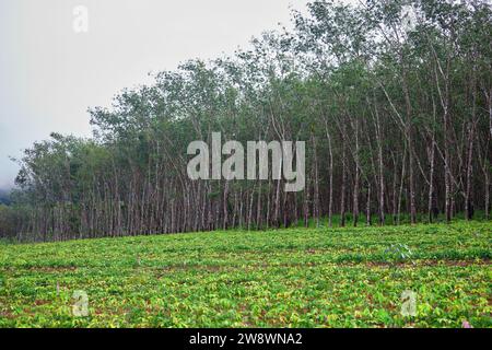 Arbre à caoutchouc poussant sur le terrain Banque D'Images