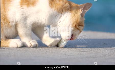 Chat jaune mange un poisson sur le sol. Niveau du sol du chat et du poisson. Banque D'Images