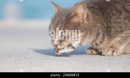 Le chat gris mange un poisson par terre. Queue de poisson dans la bouche du chat. Mise au point sélective. Espace ouvert. Banque D'Images