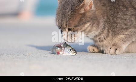 Le chat gris mange un poisson par terre. Queue de poisson dans la bouche du chat. Mise au point sélective. Espace ouvert. Banque D'Images