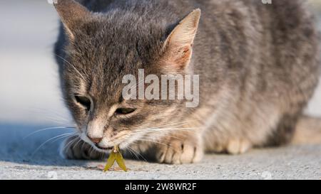 Le chat gris mange un poisson par terre. Queue de poisson dans la bouche du chat. Mise au point sélective. Espace ouvert. Banque D'Images