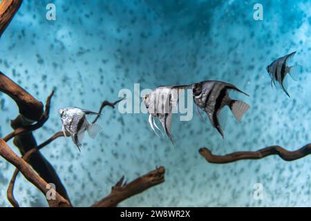 Groupe de poissons tropicaux Pterophyllum scalare altum nageant dans l'eau bleue de l'aquarium. Poissons noirs argentés à rayures tropicales dans la piscine de l'océanographie Banque D'Images