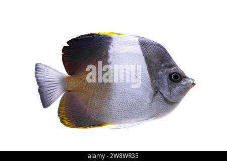 Hemitaurichthys zoster butterflyfish, pyramide noire butterflyfish isolé sur fond blanc. Beau poisson d'aquarium d'eau salée, animal de compagnie, organe aquatique Banque D'Images