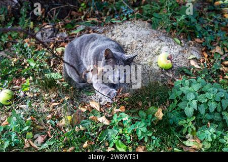 Chat birman bleu américain joue avec une brindille sèche dans le jardin Banque D'Images