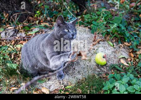 Chat birman bleu américain joue avec une feuille sèche sur une brindille dans le jardin Banque D'Images