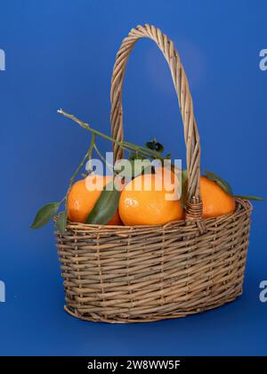 Un panier en osier d'oranges clémentines fraîches sur un fond bleu vif. Banque D'Images