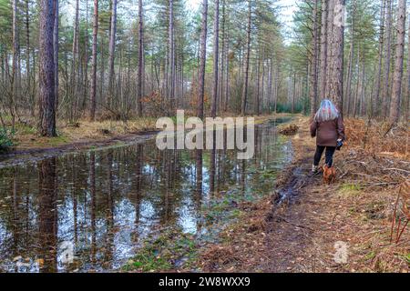 Vue arrière d'une femme marchant avec son chien sur le bord du chemin inondé d'eau de pluie stagnante, de pins, de reflet en surface, jour dans la nation Hoge Kempen Banque D'Images