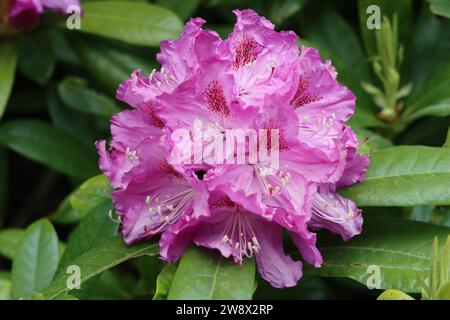 Gros plan d'une seule tête de fleur de rhododendron rose et violet Banque D'Images