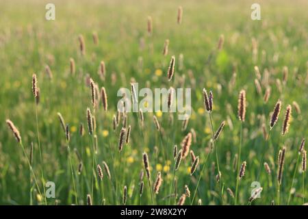 De longues herbes et des fleurs sauvages dans une prairie en été, sous un soleil doré du soir Banque D'Images