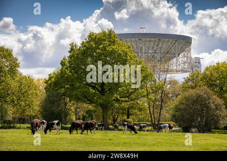 Royaume-Uni, Angleterre, Cheshire, Goostrey, Université de Manchester Jodrell Bank, vaches paissant dans le champ à côté du radiotélescope Lovell Banque D'Images