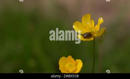 Une image captivante mettant en vedette une fleur jaune vibrante ornée d'un insecte Banque D'Images