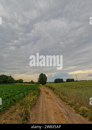 Un paysage rural paisible représentant un chemin de terre serpentant à travers les champs agricoles sous un ciel vaste et nuageux. La photo capture un moment tranquille, où le temps couvert crée une lumière douce et diffuse sur la scène. D'un côté, les cultures vertes luxuriantes ajoutent de la vitalité, tandis que de l'autre, un champ est en jachère, présentant un contraste de la vie agricole. La route mène le regard vers un petit amas d’arbres à l’horizon, évoquant un sentiment de voyage et de solitude dans la nature. Rural Serenity Road. Photo de haute qualité Banque D'Images