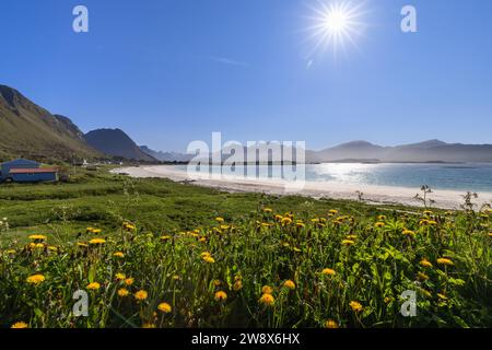 Soleil brillant sur un champ de pissenlits à Jusnesvika Bay, surplombant le sable blanc de Rambergstranda Beach, silhouette montagneuse des Lofoten dans le Th Banque D'Images