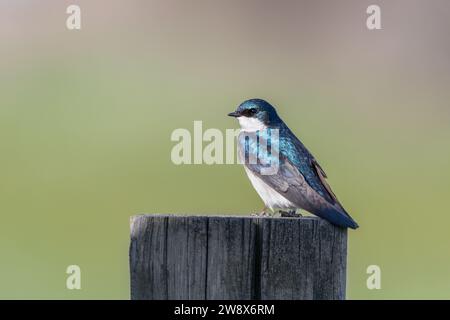 Belle Swallow d'arbre mâle bleu et blanc debout sur un poteau en bois Banque D'Images