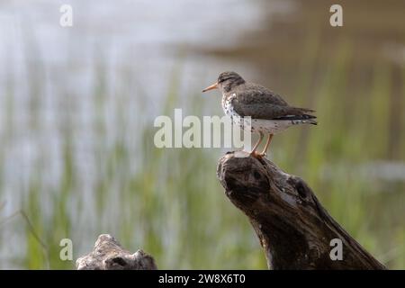 Oiseau Sandpiper tacheté perché sur la souche d'arbre près de l'eau Banque D'Images