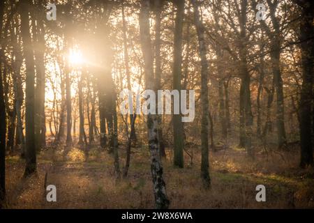 L'image représente une scène forestière chaleureuse et accueillante où les rayons dorés du soleil couchant traversent la dense canopée des arbres, projetant une lumière rayonnante sur le sol de la forêt. La lumière joue à travers les feuilles et les branches, créant un motif dynamique de lumière et d'ombre. Les bouleaux, avec leur écorce distinctive, ajoutent un contraste saisissant à la scène, mettant en valeur la diversité naturelle de la forêt. Ce moment capture la fin paisible d'une journée, car la nature elle-même semble se tenir immobile dans la lueur sereine. Rayons de soleil perçant à travers la canopée forestière. Photo de haute qualité Banque D'Images